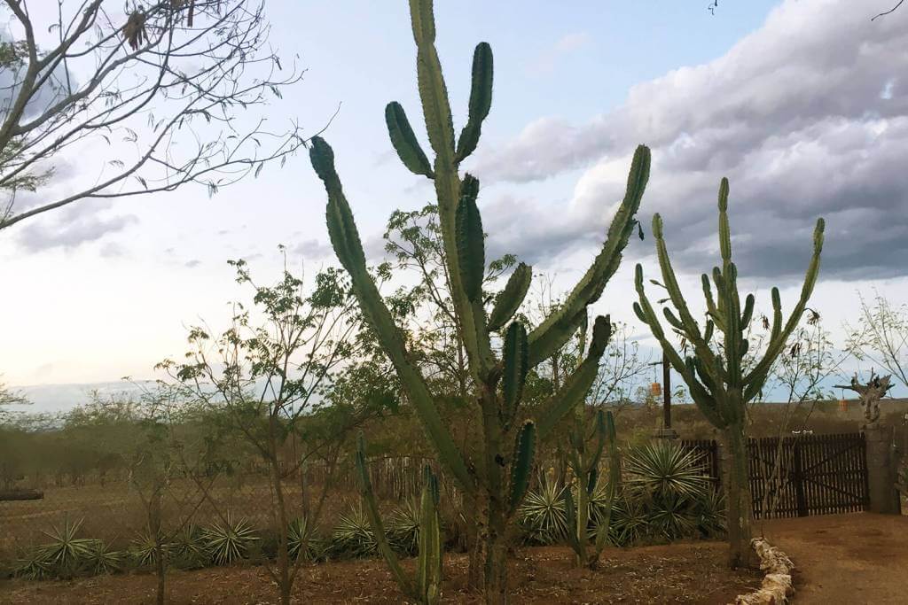A‌ ‌Força‌ ‌da‌ ‌Caatinga‌