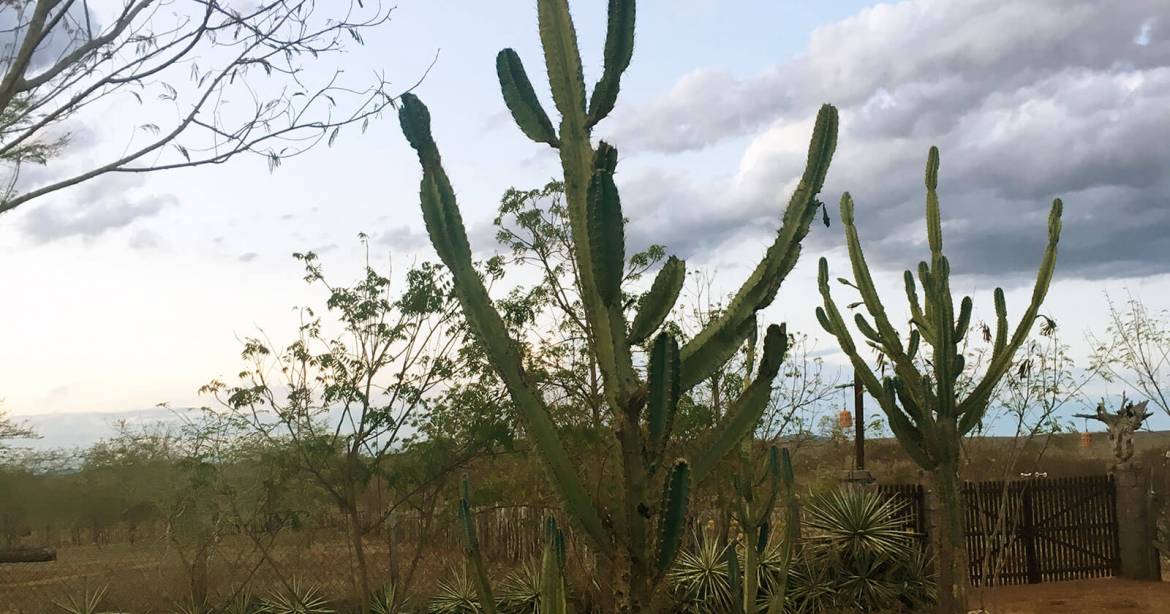 A‌ ‌Força‌ ‌da‌ ‌Caatinga‌