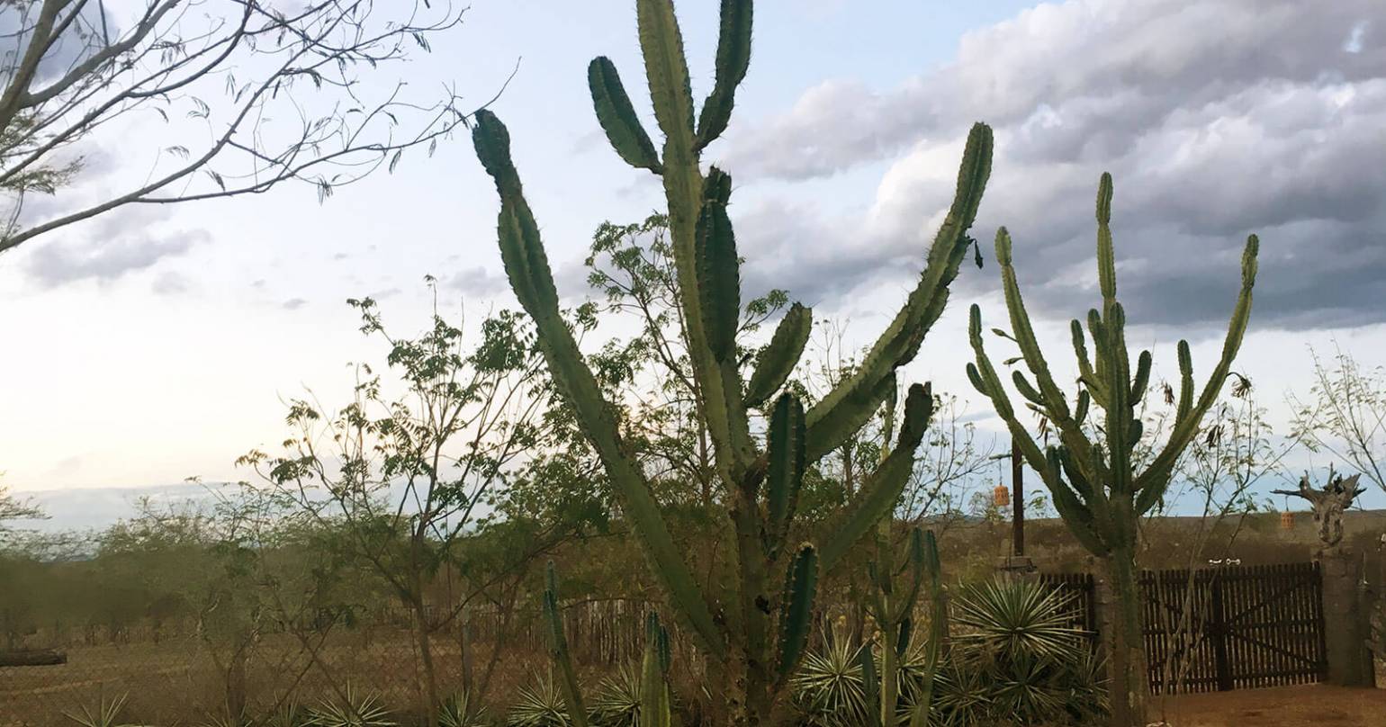 A‌ ‌Força‌ ‌da‌ ‌Caatinga‌